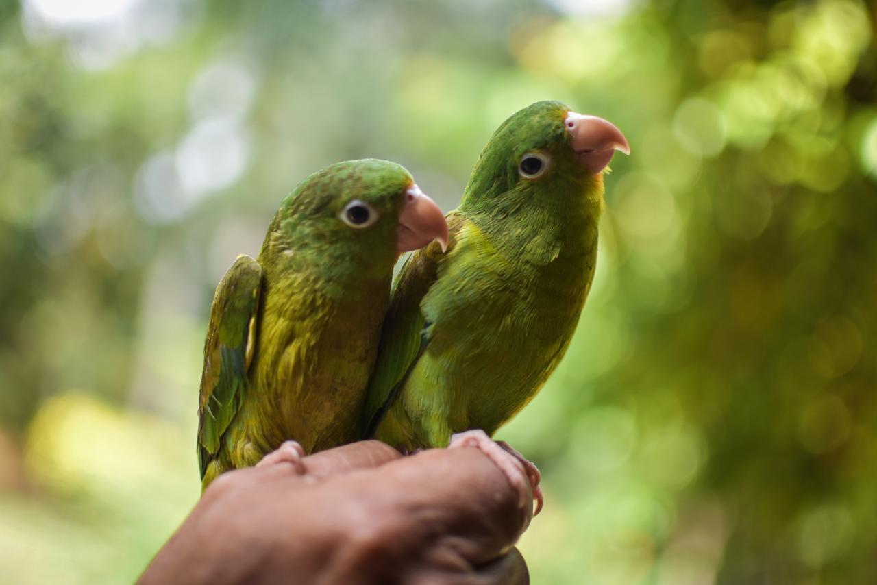 Entre Bosques Tayrona Villa Los Naranjos Bagian luar foto