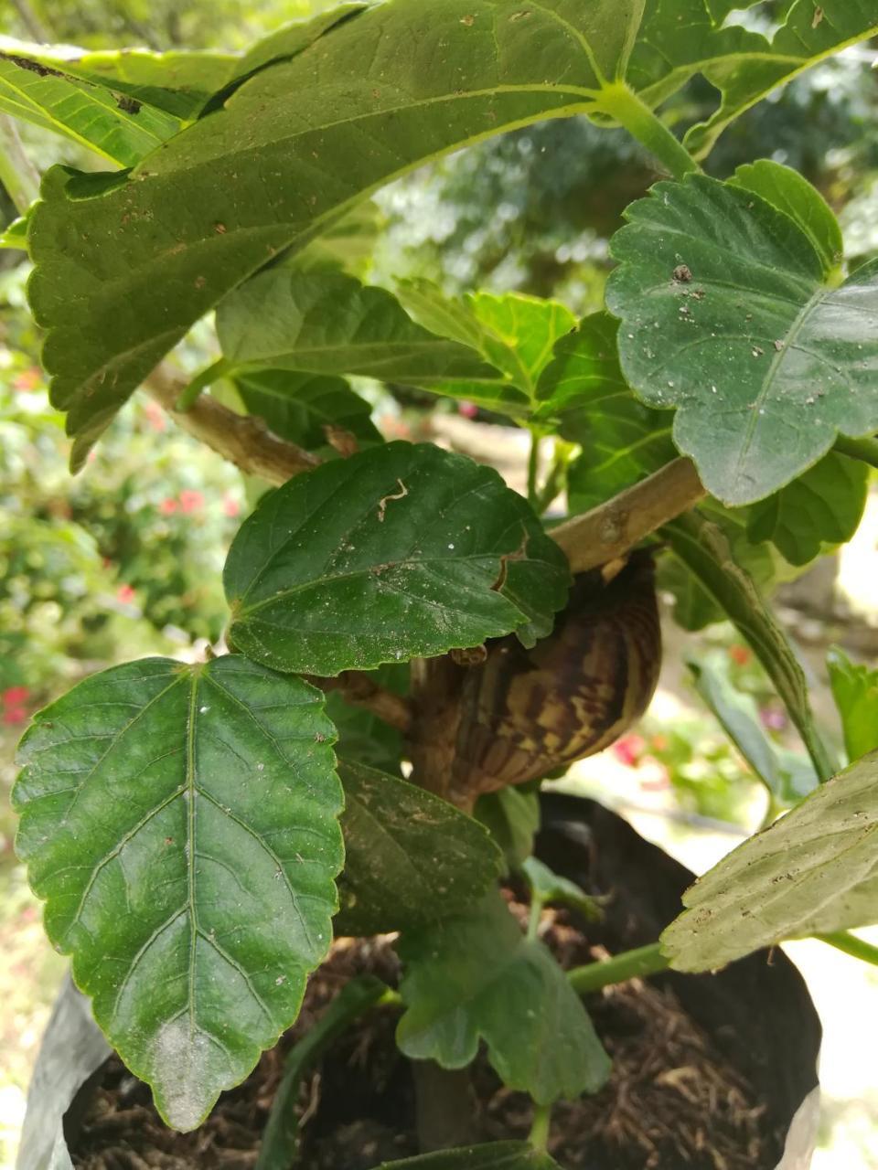 Entre Bosques Tayrona Villa Los Naranjos Bagian luar foto